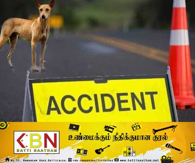 எமனாக வந்த நாய்; சம்பவ இடத்தில் பலியான நபர்!