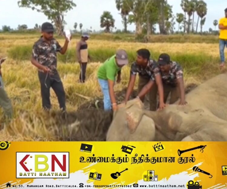 நடக்க முடியாத நிலையில் கிடந்த காட்டுயானை; சம்பவ இடத்திற்கு விரைந்து சிகிச்சையளித்த வனஜீவராசிகள் அதிகாரிகள்!