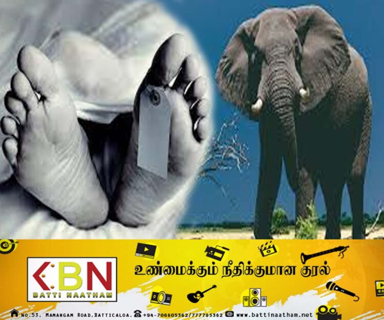 மஹியங்கனையில் காட்டு யானை தாக்கம்; பாட்டி மரணம், பேத்தி படுகாயம்!