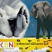 மஹியங்கனையில் காட்டு யானை தாக்கம்; பாட்டி மரணம், பேத்தி படுகாயம்!