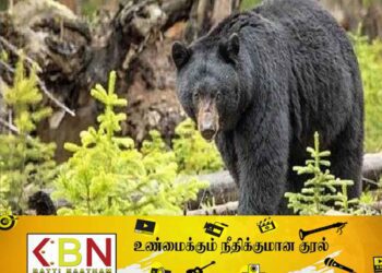 திருமலையில் கரடி தாக்குதலுக்கு இலக்காகி மூவர் படுகாயம்!