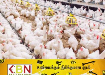 தாய் கோழிக்குஞ்சுகளை இறக்குமதி செய்ய ஜனாதிபதி அனுமதி!