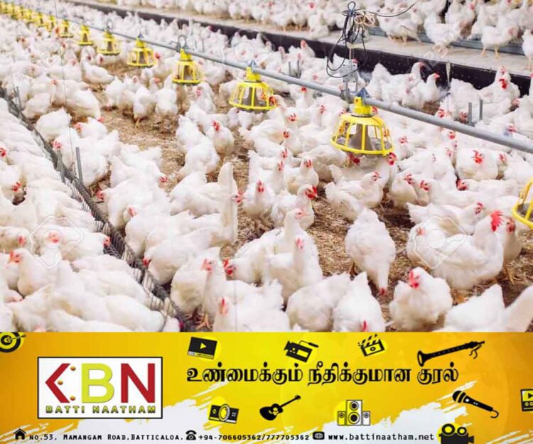 தாய் கோழிக்குஞ்சுகளை இறக்குமதி செய்ய ஜனாதிபதி அனுமதி!