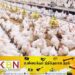 தாய் கோழிக்குஞ்சுகளை இறக்குமதி செய்ய ஜனாதிபதி அனுமதி!