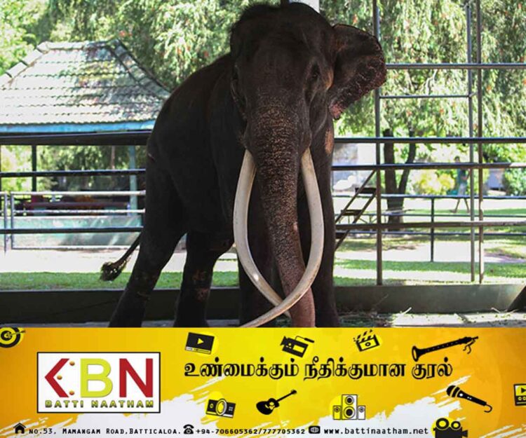 முத்துராஜாவை தாய்லாந்து கொண்டுசென்றது குறித்த உண்மை புலப்பட்டுள்ளதாம்!