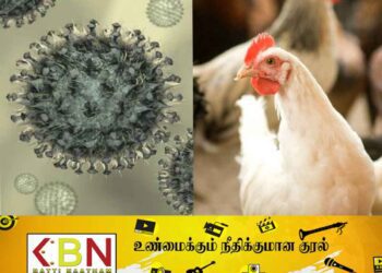 இந்திய முட்டைகளால் பறவைக் காய்ச்சல் நோய் அபாயம்!