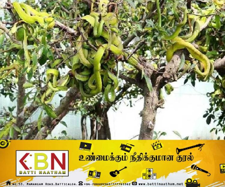 முக்கிய சுற்றுலாத் தலமாக மாறியுள்ள பாம்பு பண்ணை!