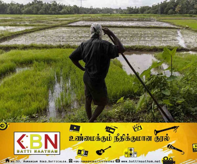 பயிர் சேதத்திற்கான இழப்பீடு வழங்குவதற்கான யோசனை அடுத்த வாரம் அமைச்சரவையில்!
