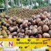 உள்ளூர் தென்னைத் தொழிலைப் பாதுகாக்க நடவடிக்கை!