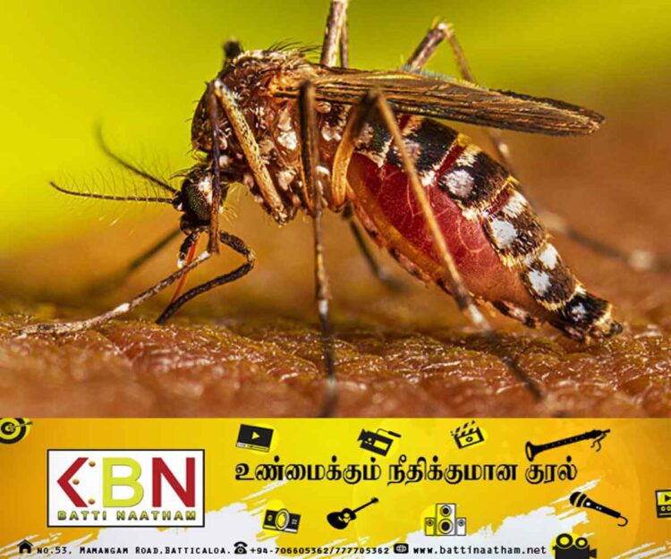டெங்கு நோயாளர்களின் எண்ணிக்கையில் அதிகரிப்பு!