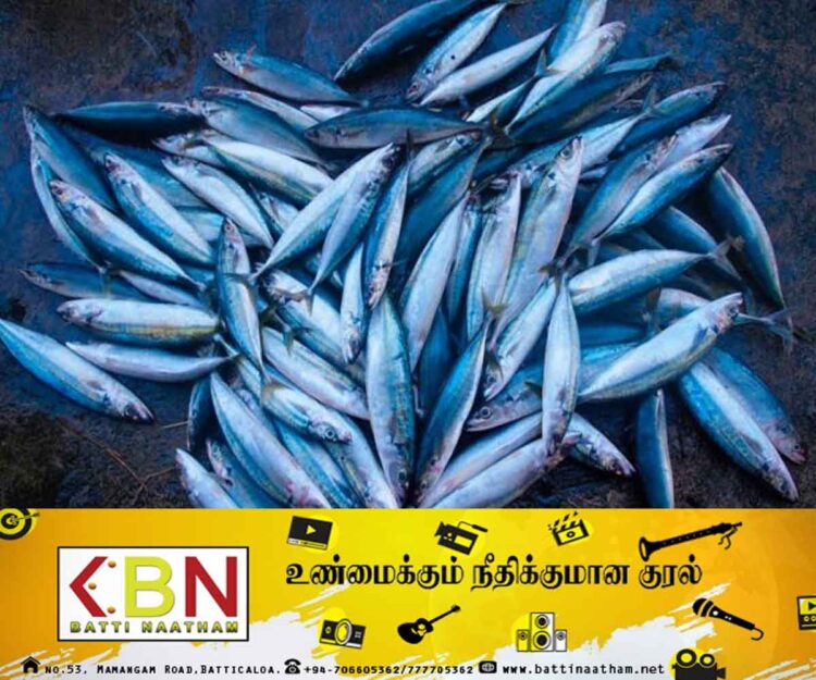 கடற்றொழில் கூட்டுத்தாபனத்தின் மீன்களை Online ஊடாக சந்தைப்படுத்த நடவடிக்கை!