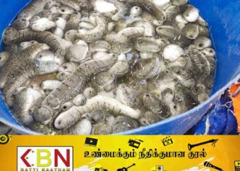 அனுமதிப்பத்திரமின்றி கொண்டு சென்ற பெருந்தொகை கடலட்டைகள் இராணுவத்தினரால் மீட்பு!