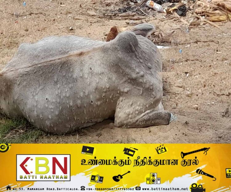 மட்டு வீதியோரங்களில் உலாவி திரியும் நோயுற்ற மாடுகள்; நோய் தொடர்பில் பூரண விளக்கம்!