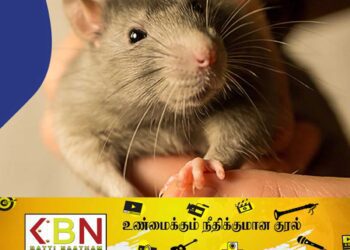 வறண்ட காலநிலையில் எலிக்காய்ச்சல் பரவும் அபாயம்!
