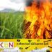 நெற்பயிர்களை தீயிட்டு எரித்தால் நட்டஈடு கிடையாதாம்!
