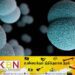 Meningococcal-Meningitis பற்றீரியா குறித்து தொற்றுநோயியல் பிரிவின் அறிவித்தல்!