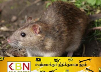நாட்டின் தற்போதைய சூழல் சரியில்லை; பொது சுகாதார பரிசோதகர்கள் சங்கம் எச்சரிக்கை!