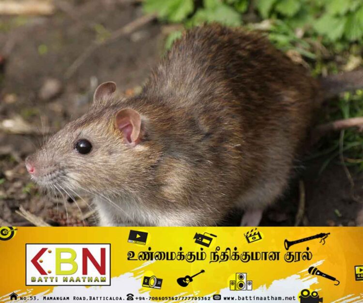 நாட்டின் தற்போதைய சூழல் சரியில்லை; பொது சுகாதார பரிசோதகர்கள் சங்கம் எச்சரிக்கை!