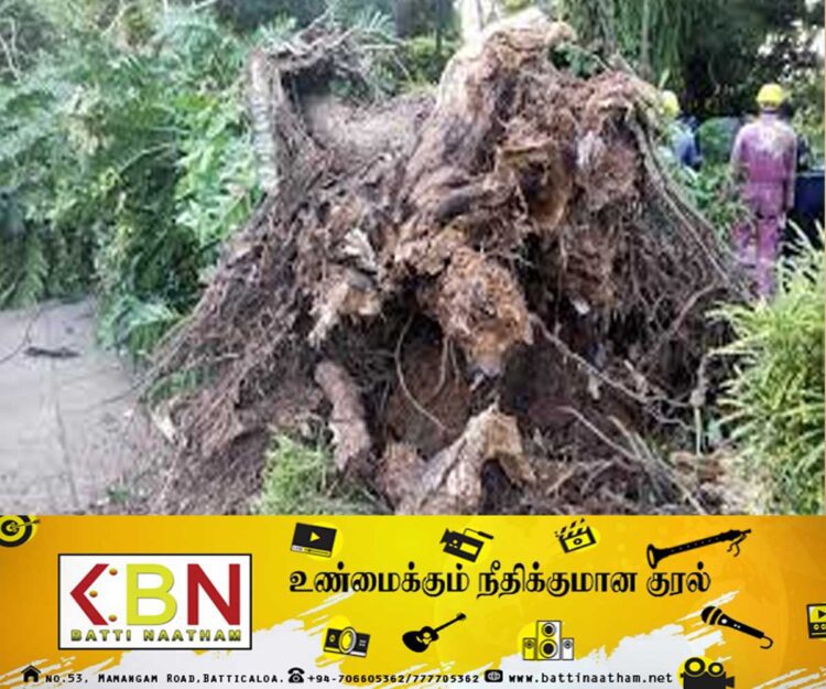 மரம் விழுந்ததால் தெஹிவளை மிருகக்காட்சிசாலை பாதுகாப்பு அதிகாரி உயிரிழப்பு!