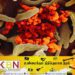 கொழும்பில் அடையாளம் காணப்பட்டது கொடிய வைரஸ்!