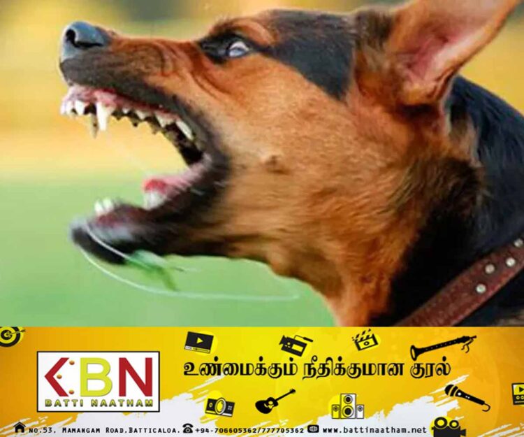 நாட்டில் வெறிநாய்க்கடியால் உயிரிழப்பவர்களின் எண்ணிக்கை அதிகரிப்பு; வைத்திய அதிகாரி வைத்தியர் ஹேஷான் குருகே!