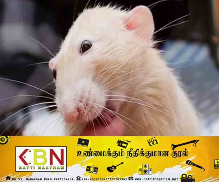 ஆறு மாத கைக் குழந்தையை கடித்துக் குதறிய எலிகள்!