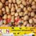 உருளைக்கிழங்கிற்கு விதிக்கப்பட்ட விசேட வரி!