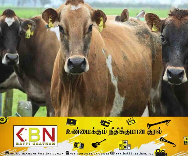 கால்நடை வளர்ப்போருக்கு விடுக்கப்பட்டுள்ள எச்சரிக்கை!