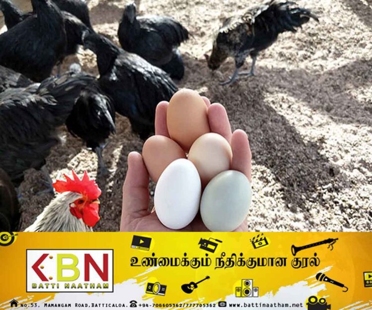 கோழி இறைச்சி மற்றும் முட்டையின் விலை குறையும்!