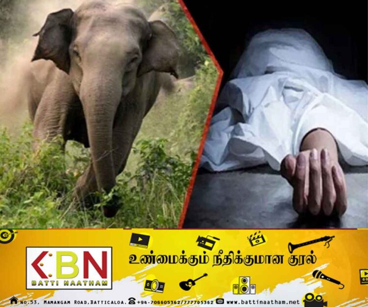 யானை தாக்கியதில் வயோதிபர் மரணம்; திருமலையில் சம்பவம்!