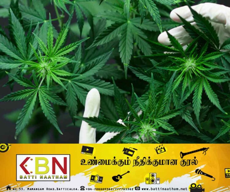 அடுத்த வாரம் கஞ்சா பயிர்ச் செய்கைக்கு அனுமதி வழங்கும் வர்த்தமானி அறிவிப்பு!