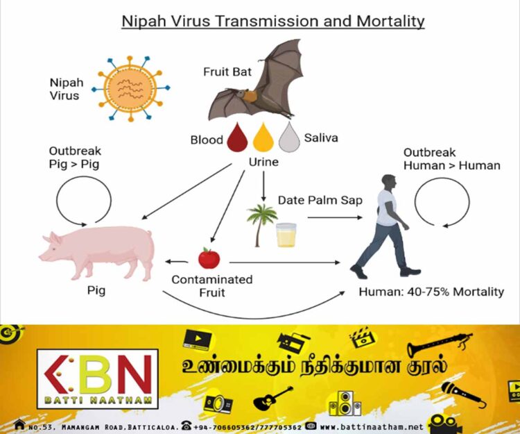 அச்சுறுத்தும் நிபா வைரஸ்; இலங்கைக்குள் நுழைவதைத் தடுக்கும் பணிகள் ஆரம்பம் !