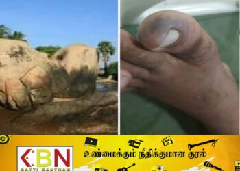 பாசிக்குடா கடற்கரை பகுதியில் விஷப் பூச்சிகள்; முகநூலில் பரவிவரும் பதிவு!