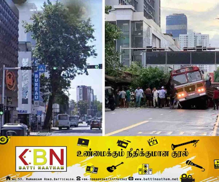 வீதியோரங்களில் விழும் அபாயத்தில் உள்ள பெரிய மரங்கள் தொடர்பில் புதிய தீர்மானம்!