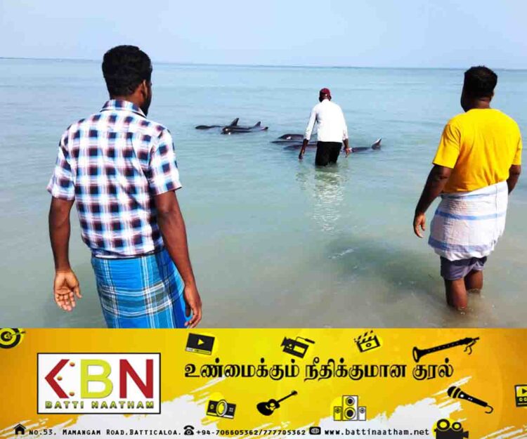 மட்டு வாகரை காயான்கேணி கடற்கரை பகுதியில் கரை ஒதுங்கிய டொல்பின் மீன்கள்!
