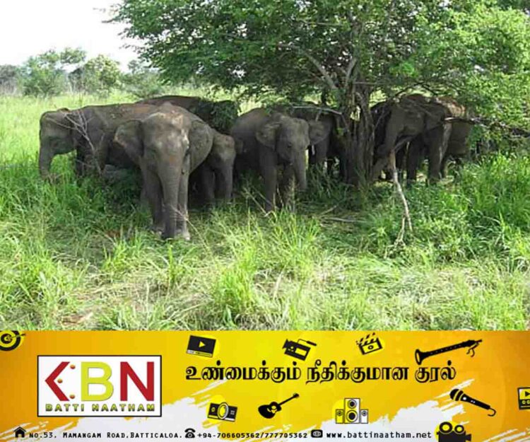 திருமலையில் காட்டு யானைகளின் அட்டகாசம்; யானை பாதுகாப்பு வேலி அமைத்து தரும்படி கிராம மக்கள் கோரிக்கை!