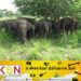 திருமலையில் காட்டு யானைகளின் அட்டகாசம்; யானை பாதுகாப்பு வேலி அமைத்து தரும்படி கிராம மக்கள் கோரிக்கை!