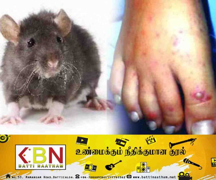 எலிக்காய்ச்சல் பரவும் அபாயம்; பொது ஆய்வாளர்கள் சங்கம் எச்சரிக்கை!