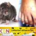 எலிக்காய்ச்சல் பரவும் அபாயம்; பொது ஆய்வாளர்கள் சங்கம் எச்சரிக்கை!