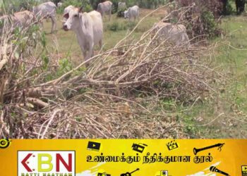 மயிலத்தமடு, மாதவனை கால்நடைகள் மீது மீண்டும் துப்பாக்கி சூடு!