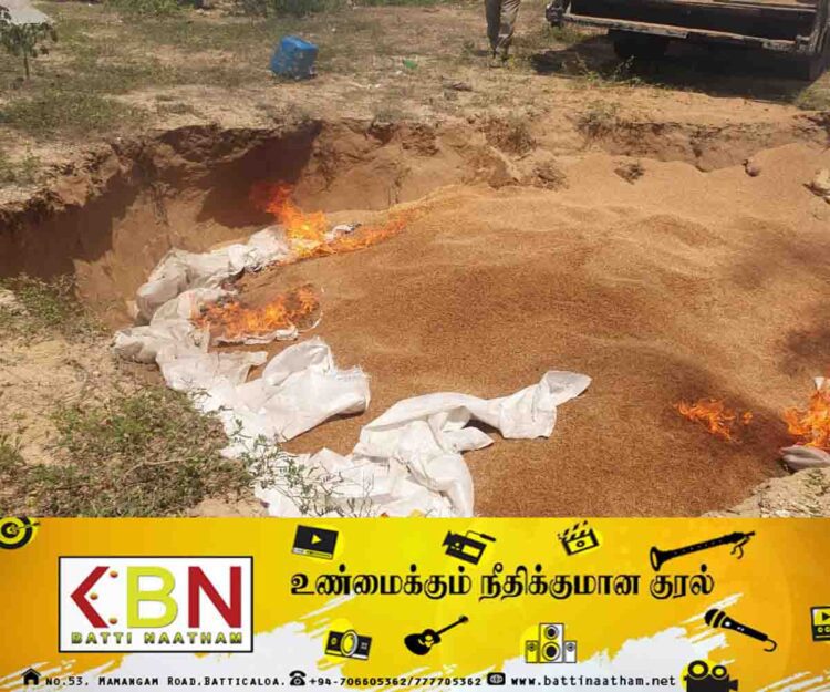 கல்முனையில் மனித பாவனைக்கு உதவாத ஒரு தொகை கொத்தமல்லிகள் அழிப்பு!