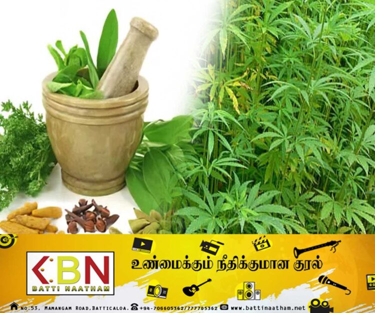 கஞ்சா பயிரிடுவதற்கான பிரேரணை சமர்ப்பிப்பு; சபாநாயகரும் அங்கீகாரம்!