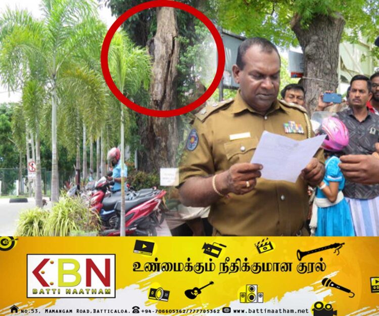 மட்டு கோட்டை பிரதான வீதியில் முறிந்து விழும் அபாயத்தில் உள்ள மரம்; அபிவிருத்தி குழு கூட்டத்தில் இறுதி தீர்மானம்!