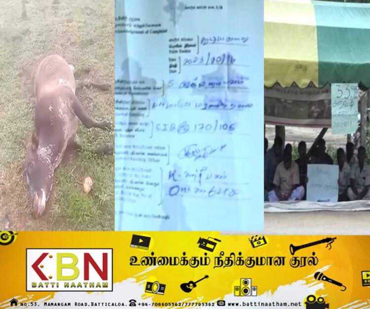 மயிலத்தமடுவில் கால்நடைகள் மீது துப்பாக்கி சூடு!