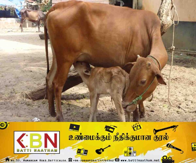 பசுமாடுகளை திருடுபவர்களுக்கு 10 இலட்சம் ரூபா அபராதம்!
