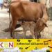 பசுமாடுகளை திருடுபவர்களுக்கு 10 இலட்சம் ரூபா அபராதம்!