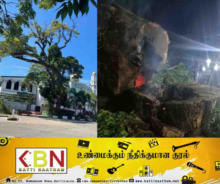 மட்டு பெரிய பள்ளிவாசலுக்கு முன்னால் முறிந்து விழும் அபாயத்திலிருந்த மரம் வெட்டப்பட்டது!