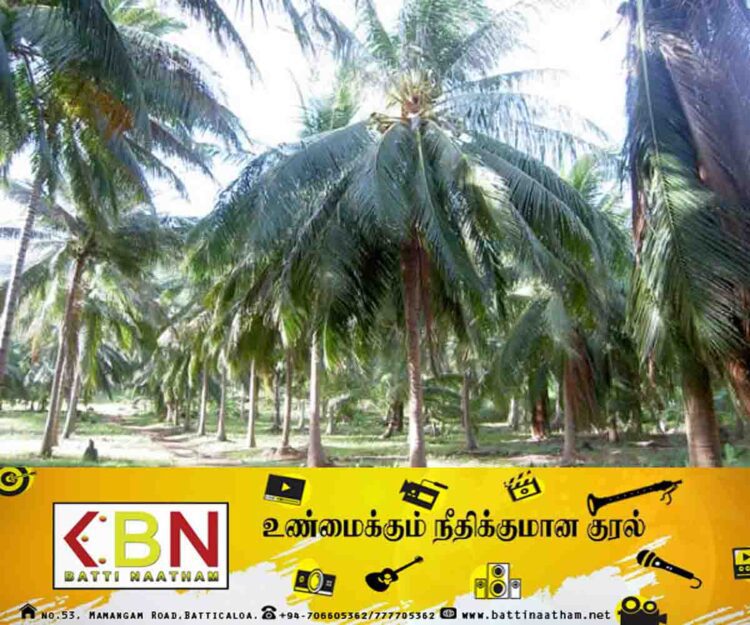 தேசிய தெங்கு அபிவிருத்தி திணைக்களத்துக்கு விவசாய அமைச்சர் முன்வைத்துள்ள முக்கிய கோரிக்கை!