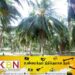 தேசிய தெங்கு அபிவிருத்தி திணைக்களத்துக்கு விவசாய அமைச்சர் முன்வைத்துள்ள முக்கிய கோரிக்கை!