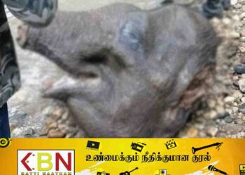 யானையை துண்டு, துண்டாக வெட்டி ஆற்றில் வீசிய கொடூர சம்பவம்!